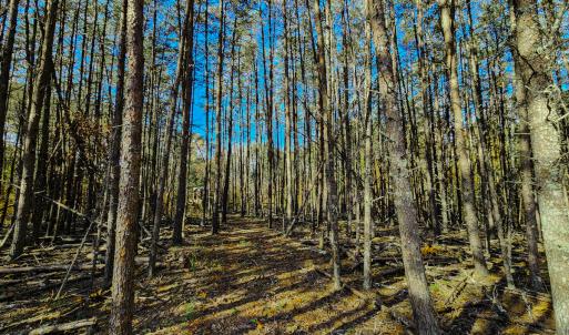 Photo #32 of SOLD property in 1254 Anglin Mill Rd, Stoneville, NC 44.5 acres