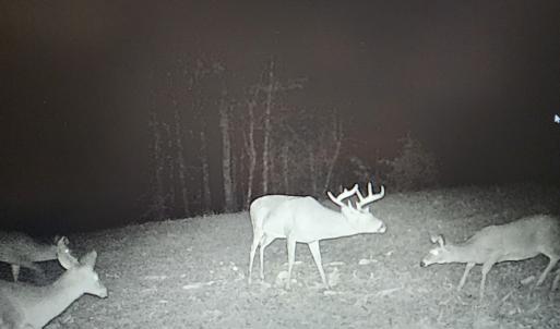 Photo #43 of SOLD property in 1254 Anglin Mill Rd, Stoneville, NC 44.5 acres