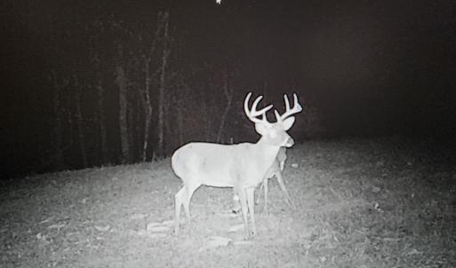 Photo #44 of SOLD property in 1254 Anglin Mill Rd, Stoneville, NC 44.5 acres