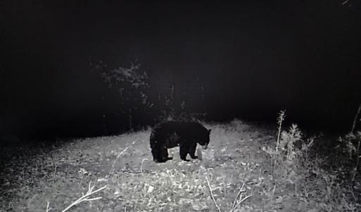 Photo #48 of SOLD property in 1254 Anglin Mill Rd, Stoneville, NC 44.5 acres