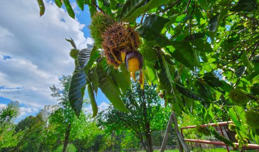 Photo #63 of SOLD property in 1254 Anglin Mill Rd, Stoneville, NC 44.5 acres