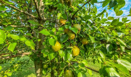 Photo #66 of SOLD property in 1254 Anglin Mill Rd, Stoneville, NC 44.5 acres