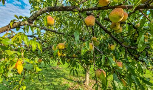 Photo #67 of SOLD property in 1254 Anglin Mill Rd, Stoneville, NC 44.5 acres