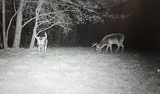 Photo #86 of SOLD property in 1254 Anglin Mill Rd, Stoneville, NC 44.5 acres