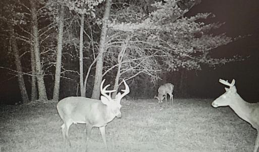 Photo #87 of SOLD property in 1254 Anglin Mill Rd, Stoneville, NC 44.5 acres