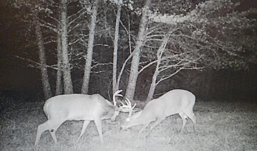 Photo #89 of SOLD property in 1254 Anglin Mill Rd, Stoneville, NC 44.5 acres