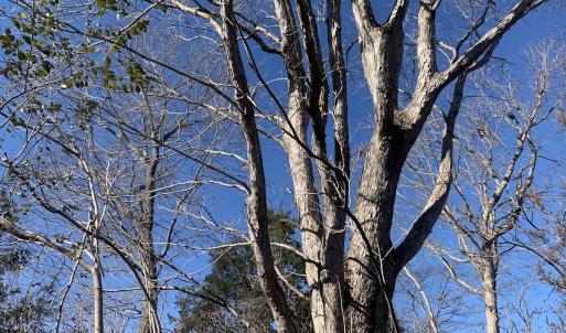 Photo #8 of SOLD property in Off Reed Road, South Hill, VA 59.6 acres
