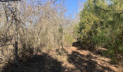 Photo #9 of SOLD property in Off Reed Road, South Hill, VA 59.6 acres