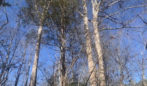 Photo #14 of SOLD property in Off Reed Road, South Hill, VA 59.6 acres