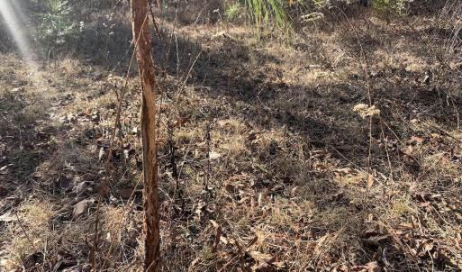 Photo #21 of SOLD property in Off Reed Road, South Hill, VA 59.6 acres