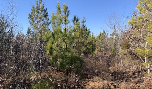 Photo #22 of SOLD property in Off Reed Road, South Hill, VA 59.6 acres