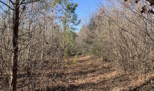 Photo #23 of SOLD property in Off Reed Road, South Hill, VA 59.6 acres