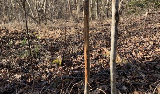 Photo #25 of SOLD property in Off Reed Road, South Hill, VA 59.6 acres