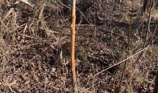 Photo #26 of SOLD property in Off Reed Road, South Hill, VA 59.6 acres