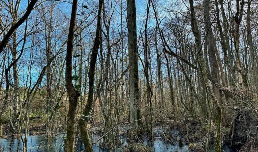Photo #17 of SOLD property in Off Halls Creek Rd, Elizabeth City, NC 75.6 acres