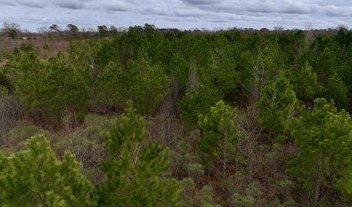 Photo #44 of SOLD property in Off Highway 55, Dover, NC 47.2 acres