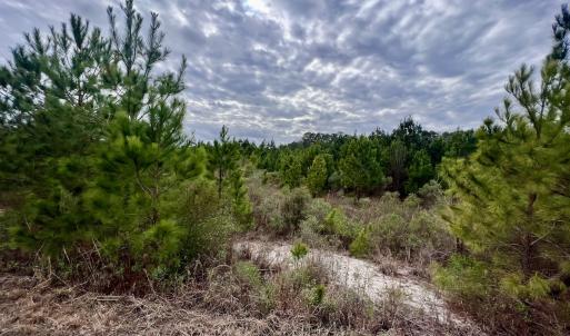 Photo #50 of SOLD property in Off Highway 55, Dover, NC 47.2 acres