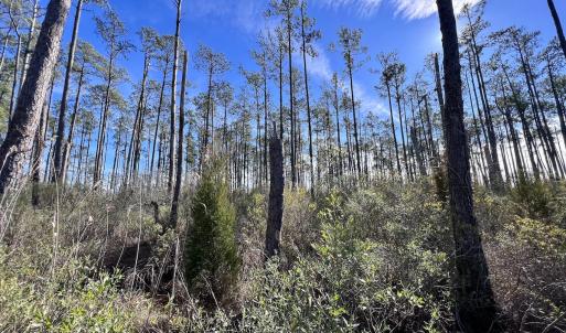 Photo #15 of SOLD property in Off Sladesville Credle Rd, Scranton, NC 36.9 acres