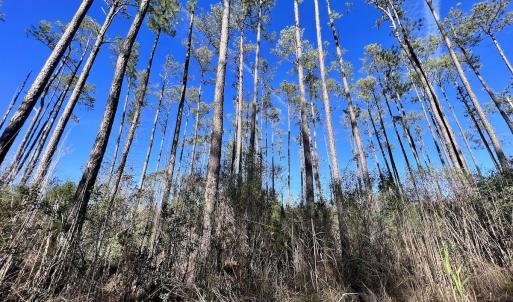 Photo #17 of SOLD property in Off Sladesville Credle Rd, Scranton, NC 36.9 acres