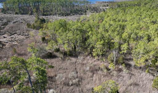 Photo #6 of SOLD property in Off Sladesville Credle Rd, Scranton, NC 36.9 acres