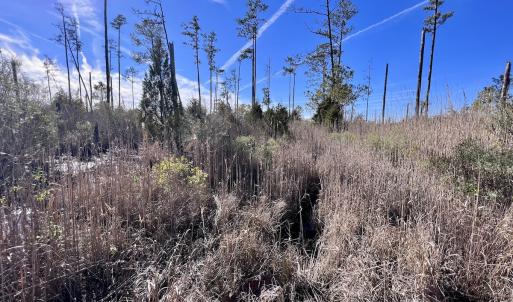 Photo #7 of SOLD property in Off Sladesville Credle Rd, Scranton, NC 36.9 acres