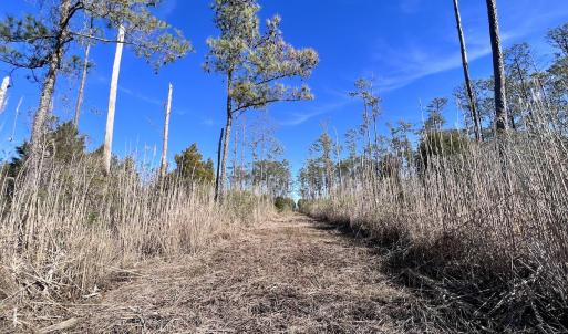 Photo #8 of SOLD property in Off Sladesville Credle Rd, Scranton, NC 36.9 acres