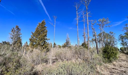 Photo #9 of SOLD property in Off Sladesville Credle Rd, Scranton, NC 36.9 acres