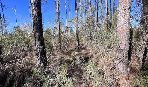 Photo #28 of SOLD property in Off Sladesville Credle Rd, Scranton, NC 36.9 acres