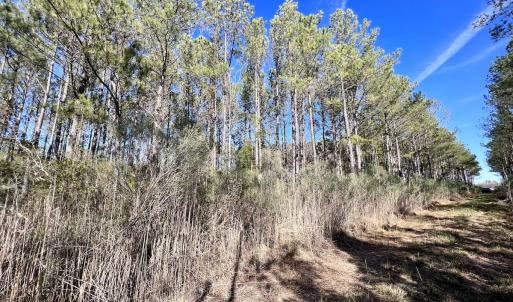 Photo #30 of SOLD property in Off Sladesville Credle Rd, Scranton, NC 36.9 acres