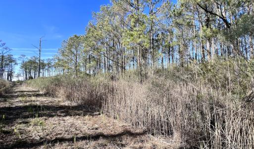 Photo #31 of SOLD property in Off Sladesville Credle Rd, Scranton, NC 36.9 acres