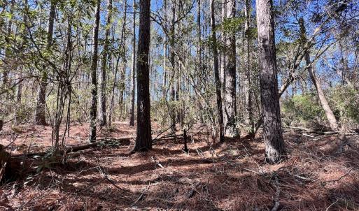 Photo #33 of SOLD property in Off Sladesville Credle Rd, Scranton, NC 36.9 acres
