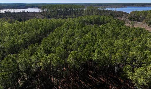Photo #34 of SOLD property in Off Sladesville Credle Rd, Scranton, NC 36.9 acres