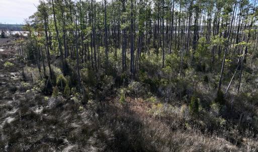 Photo #37 of SOLD property in Off Sladesville Credle Rd, Scranton, NC 36.9 acres