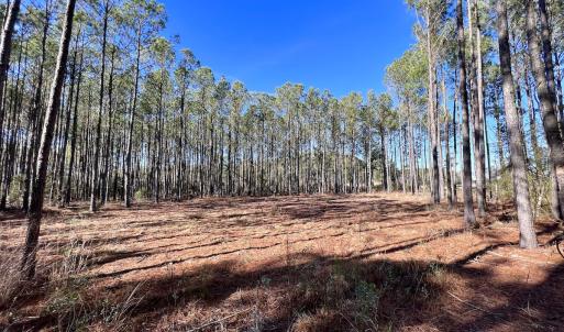 Photo #40 of SOLD property in Off Sladesville Credle Rd, Scranton, NC 36.9 acres