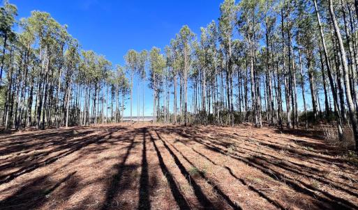 Photo #41 of SOLD property in Off Sladesville Credle Rd, Scranton, NC 36.9 acres