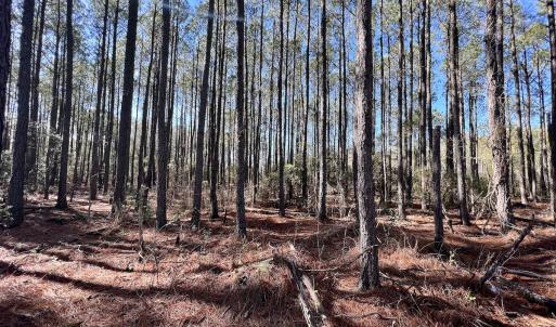 Photo #42 of SOLD property in Off Sladesville Credle Rd, Scranton, NC 36.9 acres