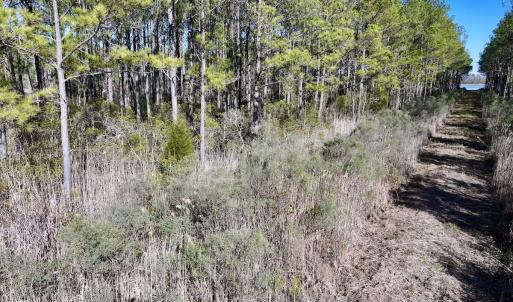 Photo #45 of SOLD property in Off Sladesville Credle Rd, Scranton, NC 36.9 acres