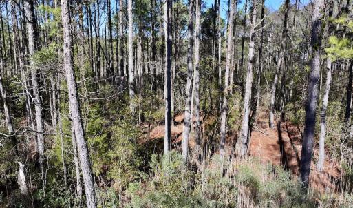Photo #48 of SOLD property in Off Sladesville Credle Rd, Scranton, NC 36.9 acres