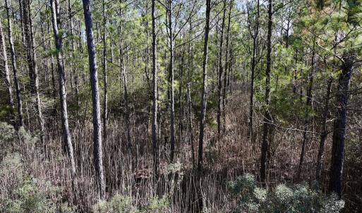 Photo #49 of SOLD property in Off Sladesville Credle Rd, Scranton, NC 36.9 acres