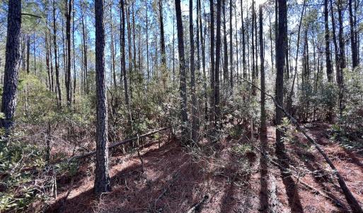 Photo #53 of SOLD property in Off Sladesville Credle Rd, Scranton, NC 36.9 acres