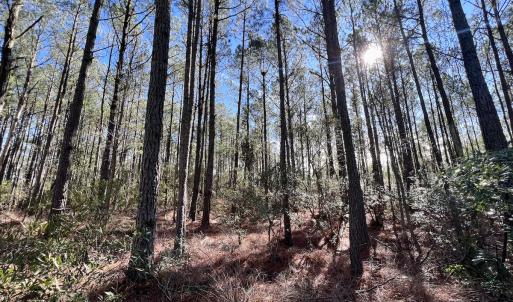 Photo #54 of SOLD property in Off Sladesville Credle Rd, Scranton, NC 36.9 acres