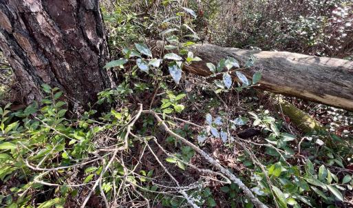 Photo #13 of SOLD property in 280 Arant Farm Rd, Merritt, NC 10.1 acres
