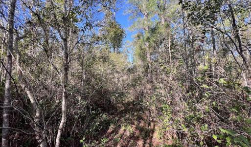 Photo #17 of SOLD property in 280 Arant Farm Rd, Merritt, NC 10.1 acres