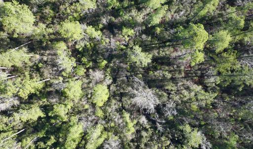 Photo #22 of SOLD property in 280 Arant Farm Rd, Merritt, NC 10.1 acres