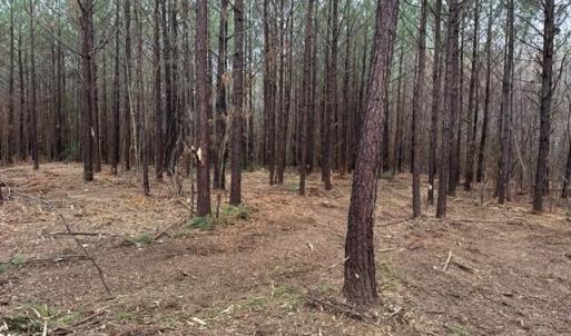 Photo #29 of SOLD property in Off Pony Farm Drive, Siler City, NC 8.1 acres