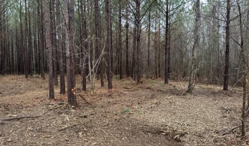 Photo #30 of SOLD property in Off Pony Farm Drive, Siler City, NC 8.1 acres