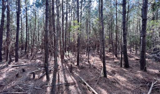 Photo #14 of SOLD property in 794 Wheaton Point Road, Aurora, NC 40.8 acres