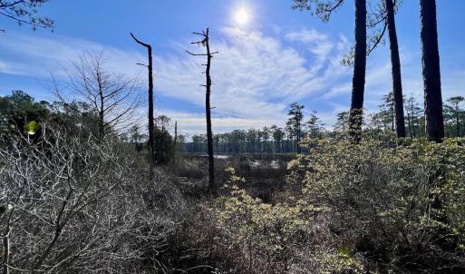 Photo #8 of SOLD property in 794 Wheaton Point Road, Aurora, NC 40.8 acres