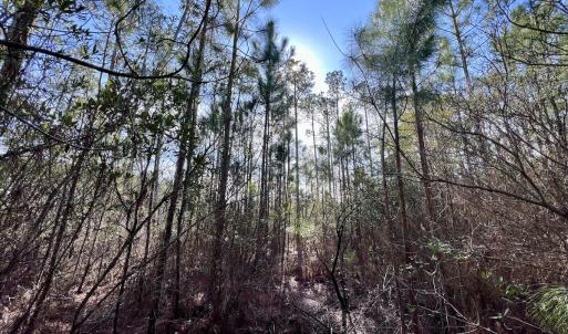 Photo #23 of SOLD property in 794 Wheaton Point Road, Aurora, NC 40.8 acres