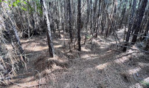 Photo #29 of SOLD property in 794 Wheaton Point Road, Aurora, NC 40.8 acres